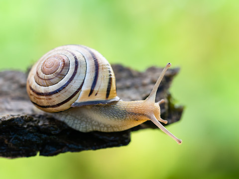 L'escargot des haies est l'animal de l'année 2025