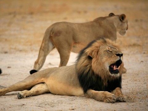 Zimbabwe: garçon vivant après 5 jours dans un parc avec des lions