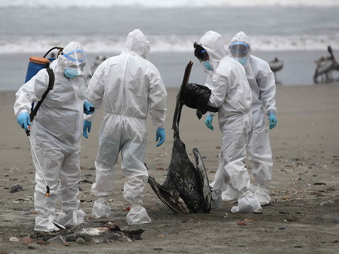 Premier décès humain lié à la grippe aviaire aux Etats-Unis