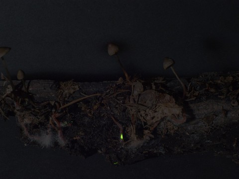Zurich: champignon luminescent découvert par deux artistes