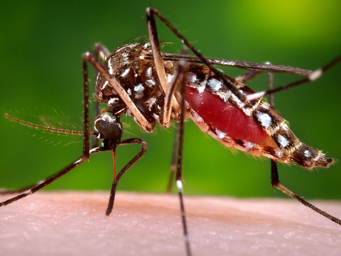 Un moustique au sperme toxique comme frein aux maladies tropicales