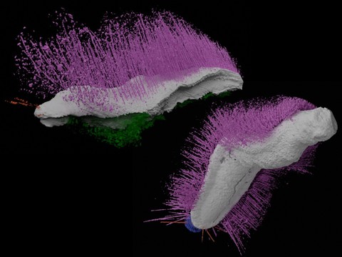 Des fossiles de mollusques baptisés 