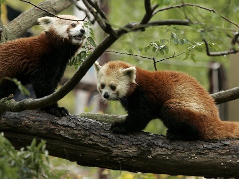 Deux pandas roux se sont échappés dans un zoo à Gossau (SG)