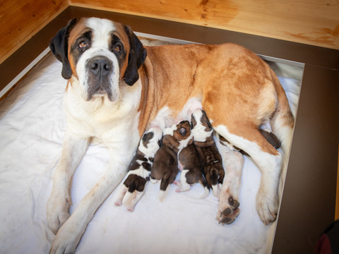 Seize chiots Saint-Bernard ont vu le jour à la Fondation Barry