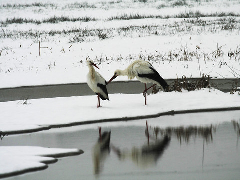 Davantage de cigognes passent l'hiver en Suisse