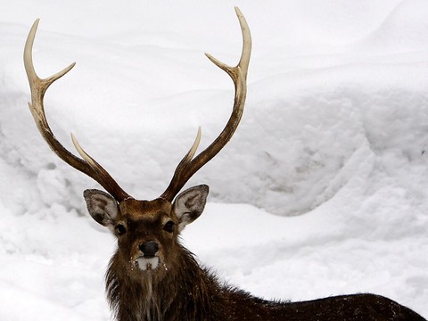 L'effet suspensif aux tirs de cerfs à Genève est levé