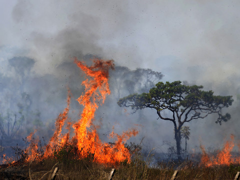 Brésil: la superficie végétale brûlée par les feux a bondi de 79%