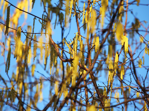Les noisetiers sont sur le point de libérer leur pollen