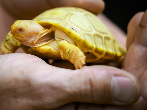 France: naissance rare d'une tortue albinos