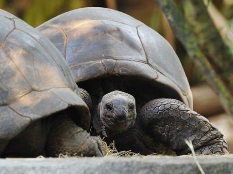 Démantèlement d'un réseau de trafiquants de tortues protégées