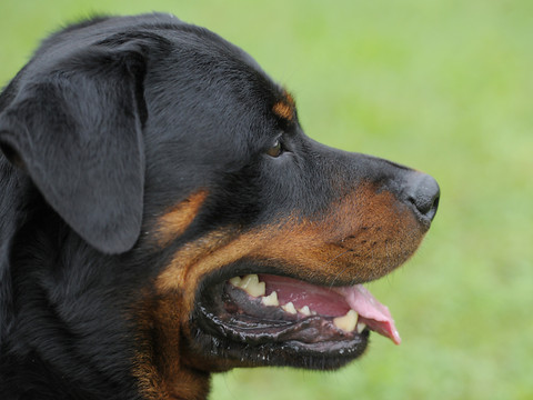 Un jeune enfant grièvement blessé par un Rottweiler