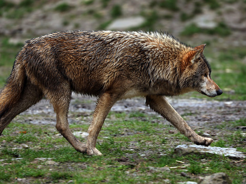 Un loup s'égare sur l'axe San Bernardino dans le val Mesolcina