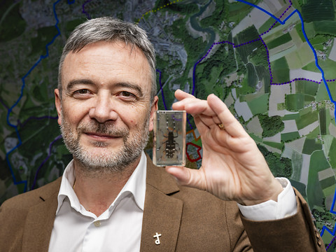 Zones de lutte élargies contre le capricorne asiatique à Fribourg