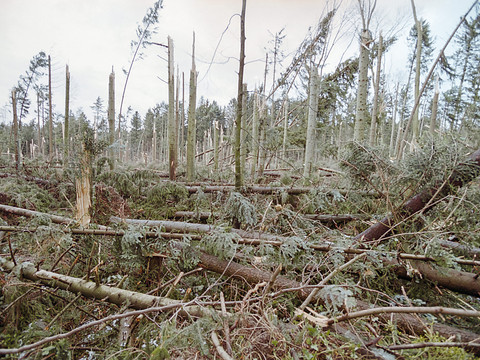 Les insectes profitent des forêts dévastées par les tempêtes