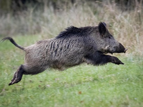 Le sanglier Rillette autorisé à rester chez sa propriétaire