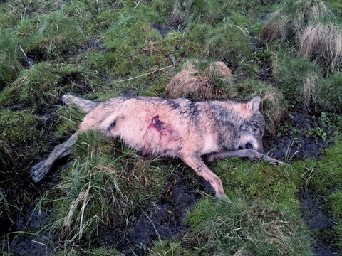 Les gardes-faune de Glaris abattent un loup trop peu craintif