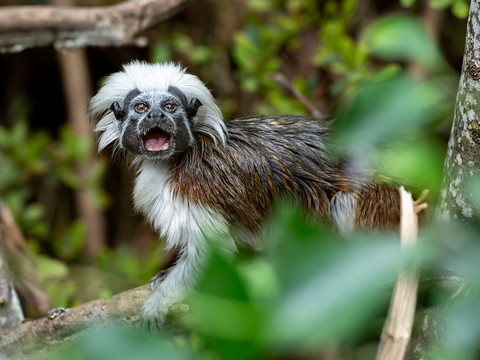 Le zoo de Zurich accueille de nouveaux petits singes