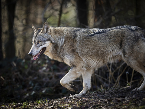 Les chasseurs ont abattu plus de 100 loups l'an dernier en Suisse