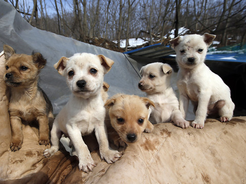 Ne pas acheter son chien sur internet et le voir d'abord