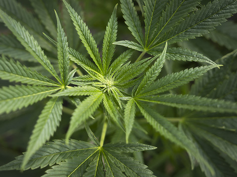 Vers un accès réglementé au cannabis en Suisse