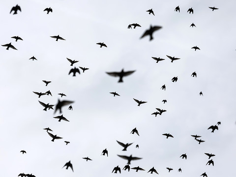 Les premiers oiseaux migrateurs sont de retour en Suisse