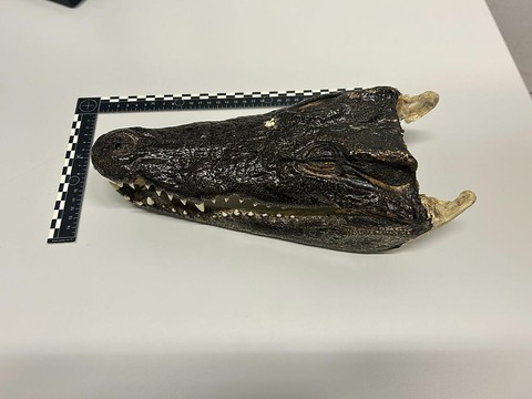 Une tête de crocodile découverte à l'aéroport de Zurich