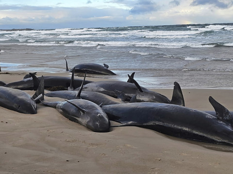 Les autorités euthanasient des dizaines de dauphins en Tasmanie