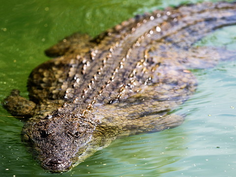 Indonésie: nouvelle attaque de crocodile contre un enfant