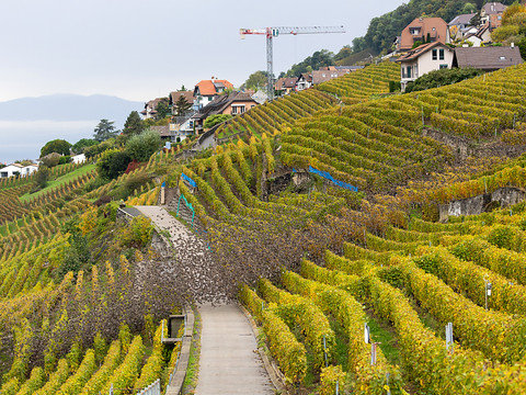 Mauvaise récolte 2024 dans les vignes suisses