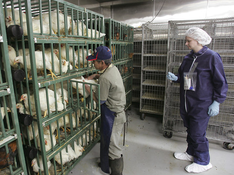 Grippe aviaire: les humains pourraient contaminer les chats