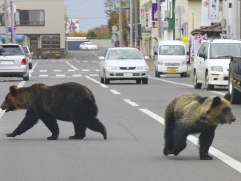 Le Japon approuve l'abattage en ville des ours en cas d'urgence