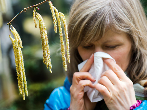 Les pollens de noisetier et d'aulne en hausse