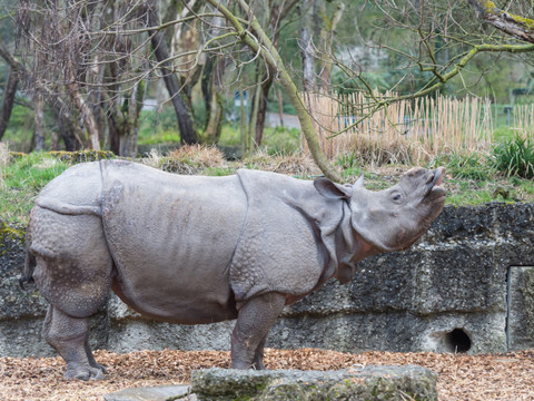 Un déséquilibré tente d'attaquer un rhinocéros au zoo de Bâle