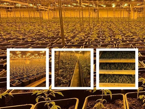 La police découvre près de 6000 plants de marijuana à Eglisau (ZH)