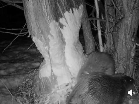 Le castor solitaire depuis 8 ans aux Grisons a trouvé sa promise