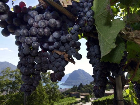 Les vignes ensauvagées propagent la flavescence dorée