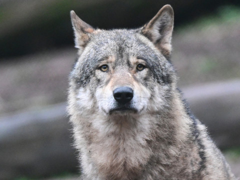 Le texte abaissant la protection du loup en Europe entre en vigueur