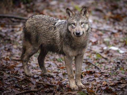 Quarante-huit loups ont été tirés dans les Grisons