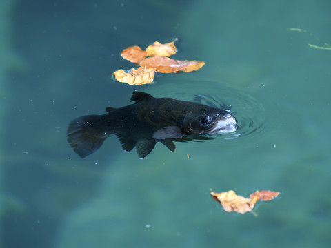 Le Conseil fédéral doit agir pour les poissons, en danger