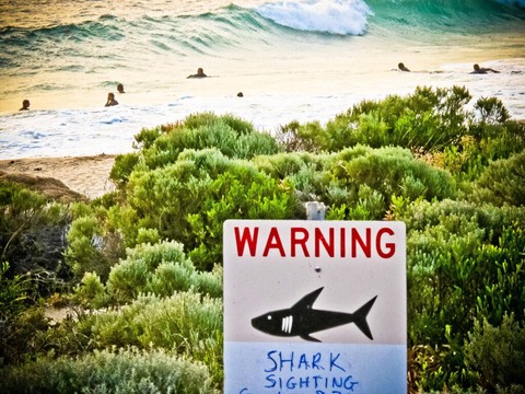 Troisième attaque mortelle de requin en Australie