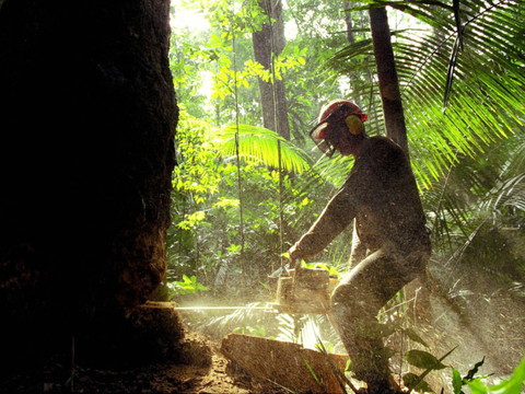 Forte chute de la déforestation en Amazonie en février
