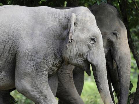 Le Sri Lanka recense les animaux sauvages nuisibles aux récoltes