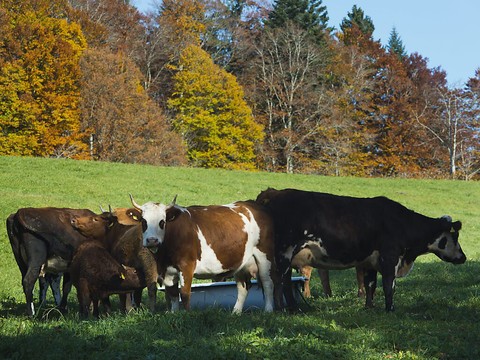 Un cas de maltraitance animale dans la Vallée de la Brévine