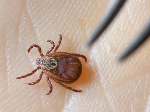 Attention aux tiques: on les trouve désormais aussi en montagne