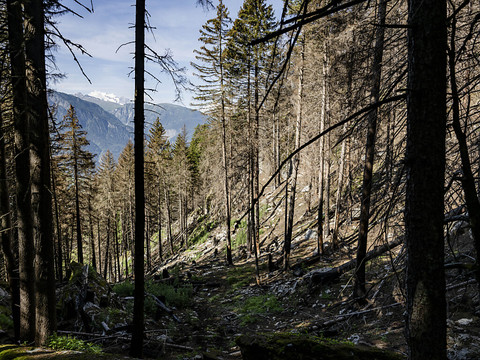 La forêt suisse a beaucoup souffert ces dix dernières années