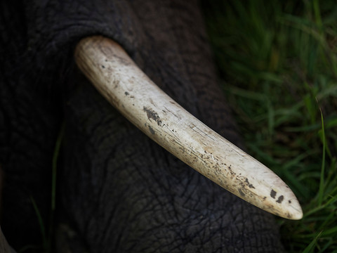 Un Américain pincé à Genève avec une défense d'éléphant