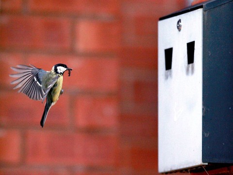 La pollution lumineuse rend les mésanges insomniaques
