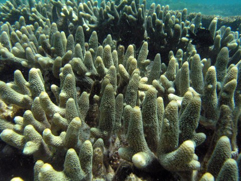 Blanchiment record des coraux sur la côte ouest de l'Australie