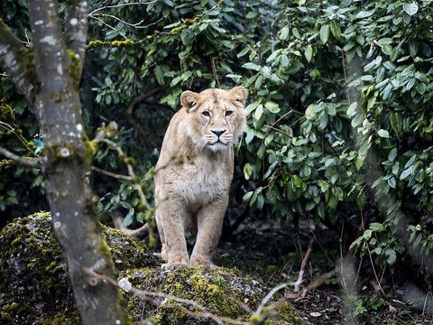 Nouvelle grande installation pour les fauves au zoo de Zurich