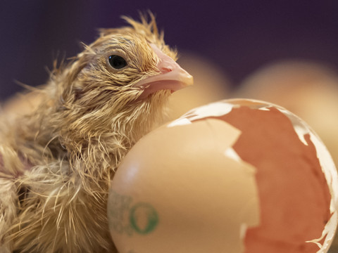 Ouverture de la 40e édition de l'exposition 